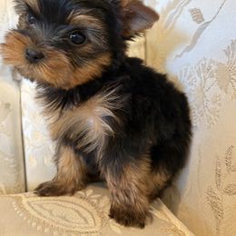 Wybie - Black and gold male Yorkshire Terrier puppy in Hesperia, California from Toy Treasure Yorkies