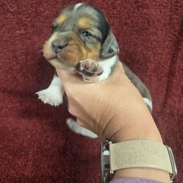 Camille - Dapple female Dachshund puppy in Berry, Alabama from Whisper Gray