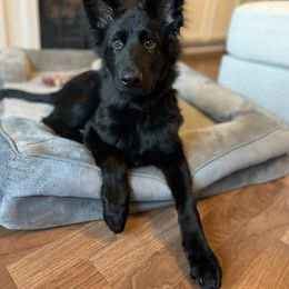 German Shepherd Puppies from Fancy GSDs