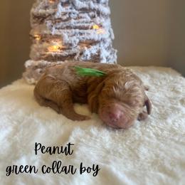 Peanut - Red  male Goldendoodle puppy in Taylorsville, North Carolina from Doggone Dixie Doodles