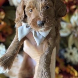 Fuji - Red  male Goldendoodle puppy in Escalon, California from Miley&Co.