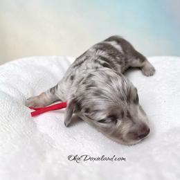 Malakai - Fawn (isabella) and cream male Dachshund puppy in Oklahoma City, Oklahoma from OkieDoxieland Dachshunds