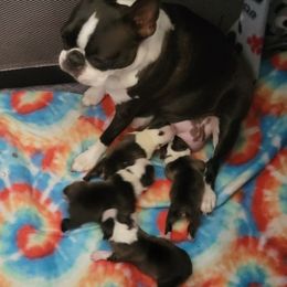 Boston Terrier Puppies from Big Sky Bostons