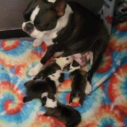 Boston Terrier Puppies from Big Sky Bostons