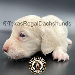 Remy - Cream female Dachshund puppy in Houston, Texas from Texas Regal Dachshunds LLC