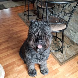 Bouvier des Flandres from Beulah Bouviers