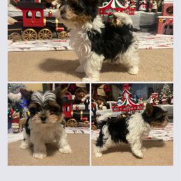 Biewer Terrier Puppies from Southern Star Biewers
