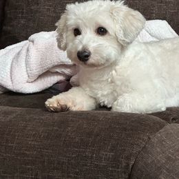Waylon - Coton de Tulear