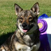Swedish Vallhunds from Vallhollow Swedish Vallhunds