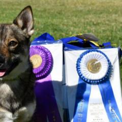 Swedish Vallhunds from Vallhollow Swedish Vallhunds