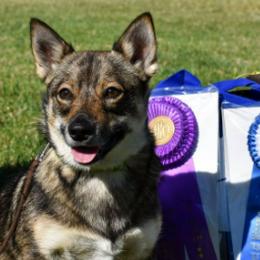 Swedish Vallhunds from Vallhollow Swedish Vallhunds