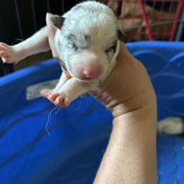 Max - Blue merle Border Collie puppy in Defuniak Springs, Florida from Blue Cypress Stock dogs