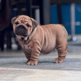 Moxxie - Fawn female Bulldog puppy in Jacksonville, Florida from Semper Fi Bulldogs