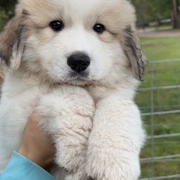 Great Pyrenees Puppies from White O'Morn Farm AKC Great Pyrenees