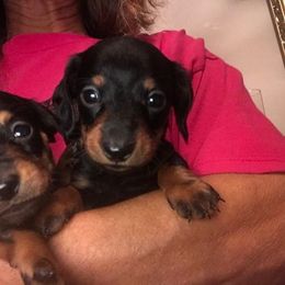 Dachshunds from Caldwell's Dachshunds