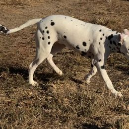 $750 - Teal Paw Print Collar - Dalmatian puppy from Tally Ho Dalmatians