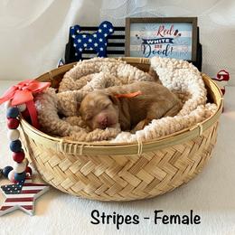 Stripes - Peach Collar Female - Red  female Goldendoodle puppy in Bradenton, Florida from Suncoast Goldendoodles