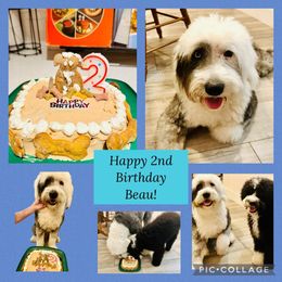 Old English Sheepdog All Grown Up from Canine Castle of Cleveland