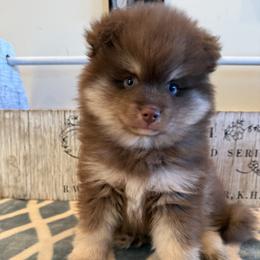Goliath - Chocolate male Pomsky puppy in Bucyrus, Missouri from Hill Top Pomskies