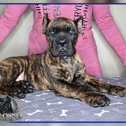 Sarge - Chestnut brindle male Cane Corso puppy in Warren, Ohio from Northeast Ohio Cane Corso