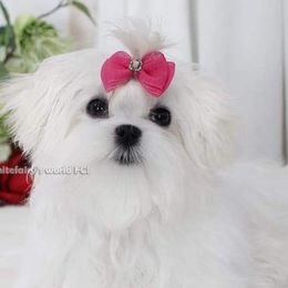 JANGMI - Maltese
