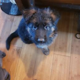 German Shepherd Puppies from Von Holtzapple German shepherds