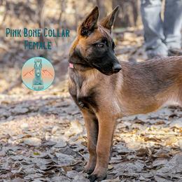 Pink Bone Collar - Fawn sable female Belgian Malinois puppy in Fredonia, Arizona from Zion Malinois