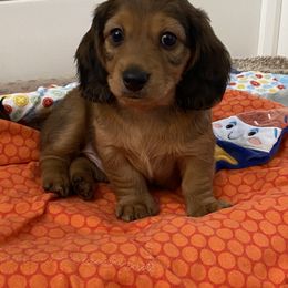 Dachshund Puppies from Ruby Desert Doxies