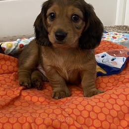 Dachshund Puppies from Ruby Desert Doxies