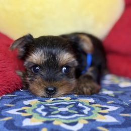 Thelma - Black and tan female Yorkshire Terrier puppy in Cisco, Texas from Charitabee’s Yorkies