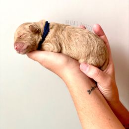 Goldendoodle Puppies from Winnie at Haven's Doodles