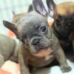 Lilac girl 1 - Blue female French Bulldog puppy in Pennsylvania from R & C French Bulldogs