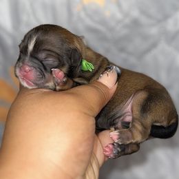 Finley - Chocolate and tan male Shih Tzu puppy in Roseville, Michigan from Diamond Paws LLC