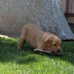 Red Collar - Yellow Labrador Retriever puppy in Sandy, Utah from Kristen's Labs