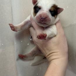 Whiskey - Red speckled male Australian Cattle Dog puppy in Rosharon, Texas from 4Surge Cattle Dogs
