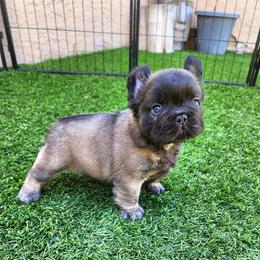 Chocolate Bear - Black male French Bulldog puppy in Las Vegas, Nevada from Fabulousbulldogs LLC