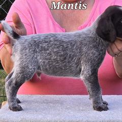 Mantis - Liver and white German Wirehaired Pointer puppy in Wellston, Ohio from Blue Line GWPs