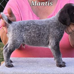 Mantis - Liver and white German Wirehaired Pointer puppy in Wellston, Ohio from Blue Line GWPs