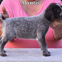 Mantis - Liver and white German Wirehaired Pointer puppy in Wellston, Ohio from Blue Line GWPs
