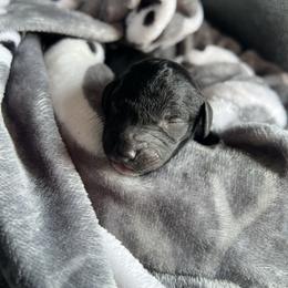 Kameron - Black male Goldendoodle puppy in Philadelphia, Pennsylvania from Philly's Designer Doodles