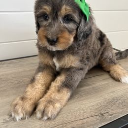 Willow - Merle female Bernedoodle puppy in Garrettsville, Ohio from Sunset Family Farm