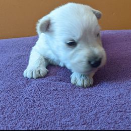 Sweet Pea - Wheaten Scottish Terrier puppy in Oak Harbor, Ohio from Scotland Yard Kennels