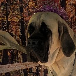 Mastiffs and Rat Terriers from POEM's Haven