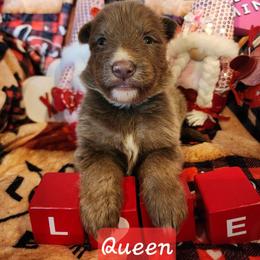 Queen - Isabella female German Shepherd puppy in Los Lunas, New Mexico from Mali's German Shepherds LLC