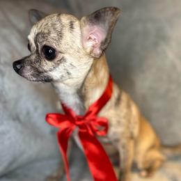 Fish - Fawn brindled black male Chihuahua puppy in Niagara County, New York from Coolballow Chihuahuas