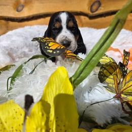 Adams - Black white and brown male Basset Hound puppy in Big Rapids, Michigan from Basket Hound Bassets