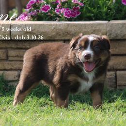 Jane (RTF 1) - Red tri female Miniature Australian Shepherd puppy in Grandfield, Oklahoma from Hunt Farms Australian Shepherds