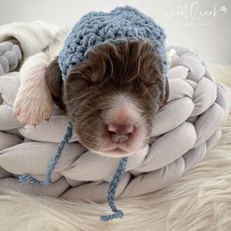 Newfoundland, Newfypoo, and Sheepadoodle Puppies from Sweet Creek Pups