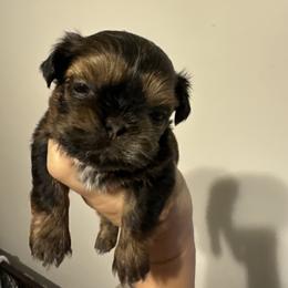 Mr  White - Red and tan male Shih Tzu puppy in Spring, Texas from Precious Tzu Crew