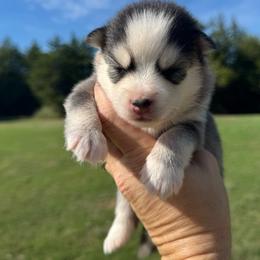 Velma - Gray and white female Pomsky puppy in Gunter, Texas from The Painted Pomsky